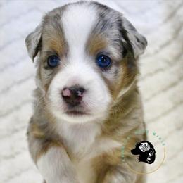 Mrs White - female Toy Australian Shepherd puppy in Lowgap, North Carolina from Ramblin’ Rose Mini's