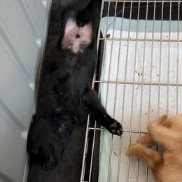 Labrador Retriever Puppies from Melissa's Labradors