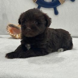 Luna Male 3 Mega Coat - Liver male Miniature Schnauzer puppy in Pageland, South Carolina from New Haven Farms