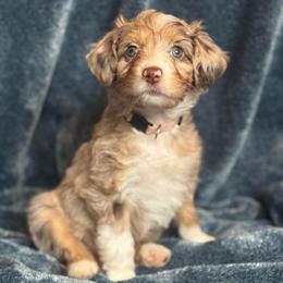 Apple - Red merle female Australian Shepherd puppy in Columbia Falls, Montana from Firefly Horse Co Wellness Retreat Center