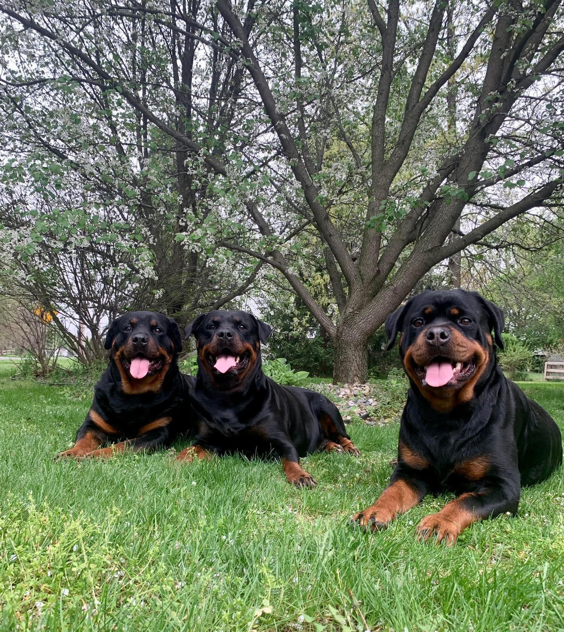 Odyssey Rottweilers in Indiana | Rottweiler puppies | Good Dog