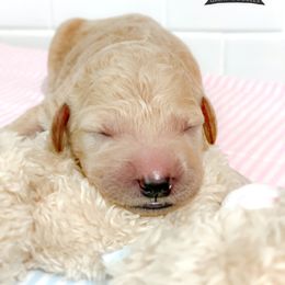 Goldendoodle and Poodle Puppies from Poodlely