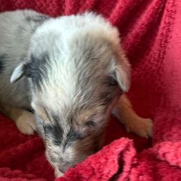 Blue Merle Boy Red Collar - Blue merle male Collie puppy in Honaker, Virginia from KLW Farm
