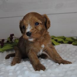 Rorie - Red male Cavapoo puppy in Mountain Grove, Missouri from Dogwood & Sassafras Companions