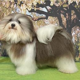 Rocky - Havanese