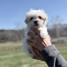 Girl 1 - female Coton de Tulear puppy in Warrenton, Virginia from Four Lochs LLC