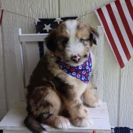 Mikey - Red male Companion Cross puppy in Smallett, Missouri from Leshas Whoodles
