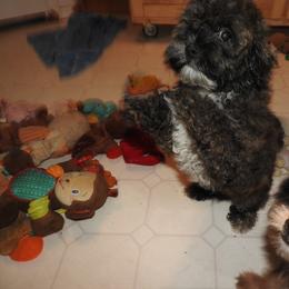 Tommy - Brown and white male Shichon puppy in Kettle Falls, Washington from Smallstar Puppys