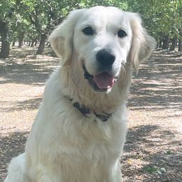 Rocky - Golden Retriever