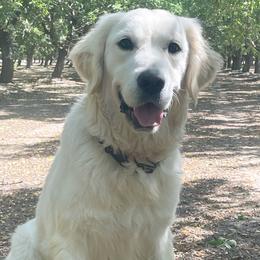 Rocky - Golden Retriever