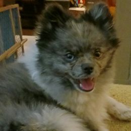 Pomeranians from The Moon & The Rose Micro-Homestead