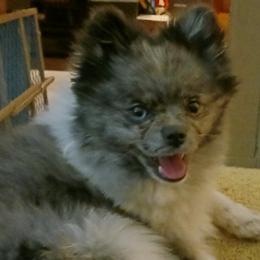 Pomeranians from The Moon & The Rose Micro-Homestead