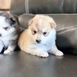Valor - Wolf sable male Pomsky puppy in Doon, Iowa from Luxury Pomsky
