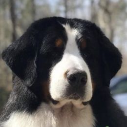 Bernese Mountain Dogs from Von Engel Bernese Mountain Dogs