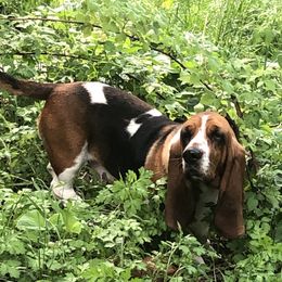 Lady - Basset Hound