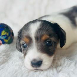 Belle - Piebald female Dachshund puppy in Holtwood, Pennsylvania from Holly Hill Dachshunds