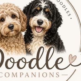 Bernedoodles, Cockapoos, and Goldendoodles from Tera Caldwell