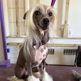 Breezi - Chinese Crested