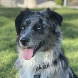 Mason - Australian Shepherd