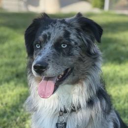 Mason - Australian Shepherd