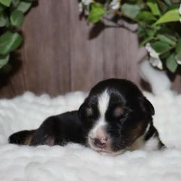 Samara - Black tri female Miniature Australian Shepherd puppy in Guthrie, Oklahoma from Raised Right Pups