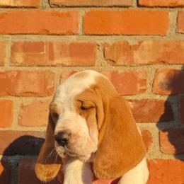 Lucy - Lemon and white female Basset Hound puppy in Bellaire, Ohio from Blessed Bassets