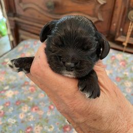 Girl 3 - female Cocker Spaniel puppy in Charleston, Tennessee from Nefer's Kennel