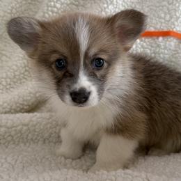 Orange Boy - Red male Pembroke Welsh Corgi puppy in Thompsonville, Michigan from Braidwood Corgis