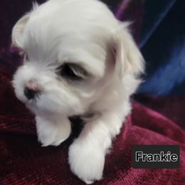 Boy 2 - White Maltese puppy in Kane, Pennsylvania from Emerald Maltese