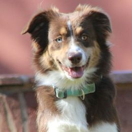Maggie - Miniature Australian Shepherd