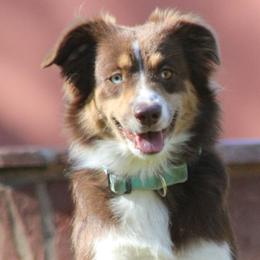 Maggie - Miniature Australian Shepherd
