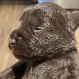 Ernest - Liver male Miniature Schnauzer puppy in Interlachen, Florida from Pam's Schnauzers