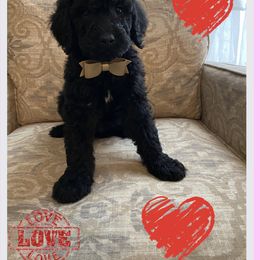 Goldendoodle Puppies from C.P. Puppy Buddies