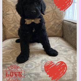 Goldendoodle Puppies from C.P. Puppy Buddies