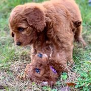 Irish Doodle Puppies from FitzPatricks Doodles