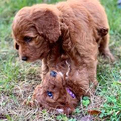 Irish Doodle Puppies from FitzPatricks Doodles