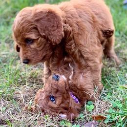 Irish Doodle Puppies from FitzPatricks Doodles
