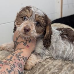 Mandy - Piebald female Dachshund puppy in Barnard, Missouri from KB Doxies