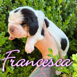 Basset Hound Puppies from Kara Bellow