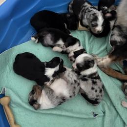 Puppy3 - Black tri male Miniature Australian Shepherd puppy in Port Saint Lucie, Florida from Charlene Brannon's Mini Australian Shepherds