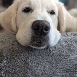 Golden Retriever Puppies from Cruz'n Golden Retrievers