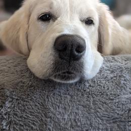Golden Retriever Puppies from Cruz'n Golden Retrievers