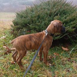 Boxer Puppies from Whynot Blue Ridge Mountain Boxer's