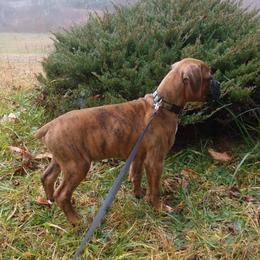 Boxer Puppies from Whynot Blue Ridge Mountain Boxer's