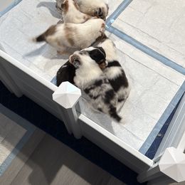 Biewer Terrier and Collie Puppies from Juan F Londono Esteban