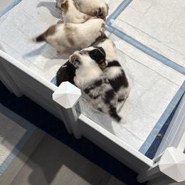 Biewer Terrier and Collie Puppies from Juan F Londono Esteban