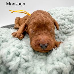 Monsoon - Apricot female Goldendoodle puppy in Sunman, Indiana from Brunsman Country Doodles LLC