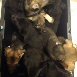German Shepherd Puppies from Thornock Shepherds