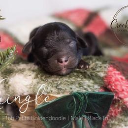 Kringle - Phantom male Goldendoodle puppy in Woodruff, South Carolina from Crooked Creek Doodles and Poodles