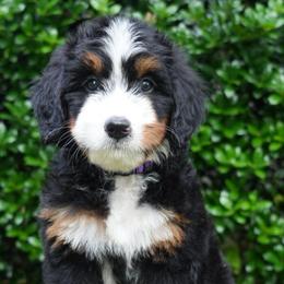 Marcine - Tri-color female Bernedoodle puppy in Folsom, Louisiana from DoodlesFarmCo